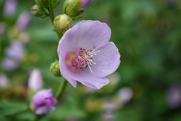 Rocky Mountain wildflowers in macro close up view in full summer bloom in the forest along hiking trails to Doughnut Falls in Big Cottonwood Canyon, in the Wasatch front Rocky Mountains, Utah, Western