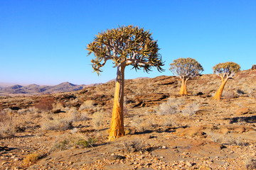 Fototapeta na wymiar Quiver tree / Quiver tree in the valley Thousand hills of the Namib desert