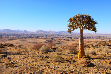 Quiver tree / Quiver tree in the valley Thousand hills of the Namib desert