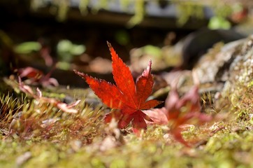 紅葉のある風景