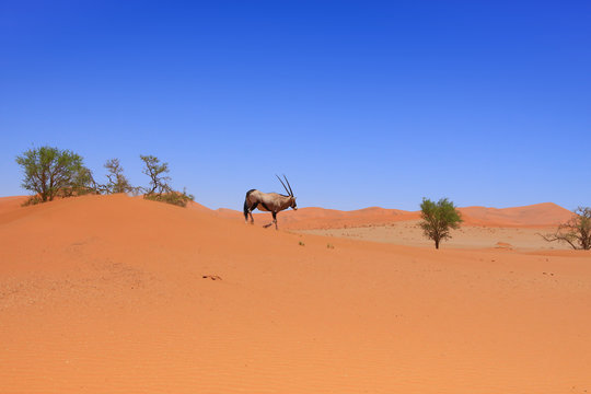 Oryx antelope in the red dunes / Oryx antelope in the red dunes of the Namib desert