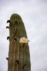 Mallorca, Urlaub, Kakteen, Natur, Wandern