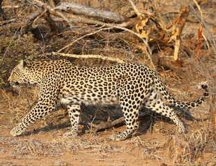 Fototapeta na wymiar African leopard at Kruger National Park
