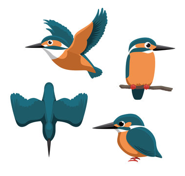 Common Kingfisher Cartoon Vector Illustration