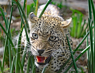 African leopard at Kruger National Park