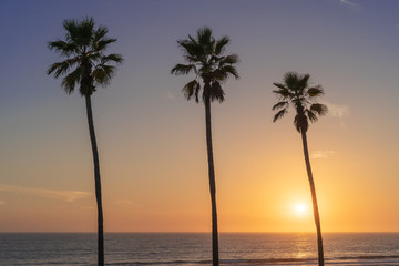 Fototapeta na wymiar LA Palm Trees