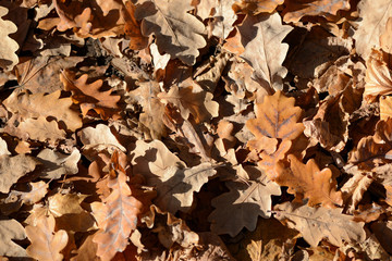 Background of dry leaves lit by the sun in the autumn forest
