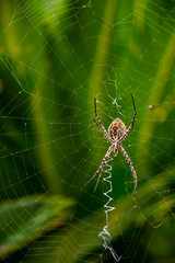 Mallorca, Urlaub, Kakteen, Natur, Wandern