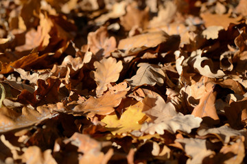 Background of dry leaves lit by the sun in the autumn forest
