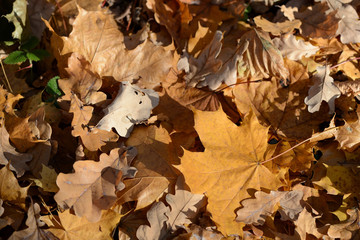 Background of dry leaves lit by the sun in the autumn forest
