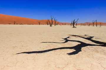The shadow of the deadwood in clay plateau in the Central part of the Namib desert on the territory of the Namib-Naukluft national Park, known for the world's largest red sand dunes and dead trees