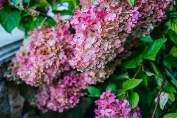 Pink and white petals of hydrangea flowers. Macro photo.