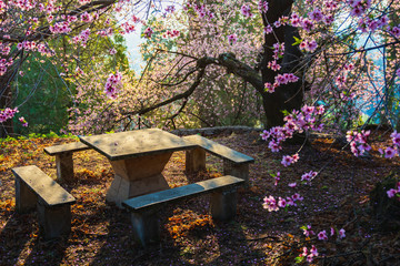 Table and chairs stand under the big cherry blossom tree in sunrise light, idyllic scene.