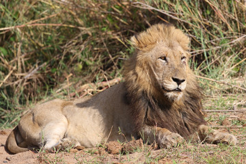 Male lion in Kruger National Park