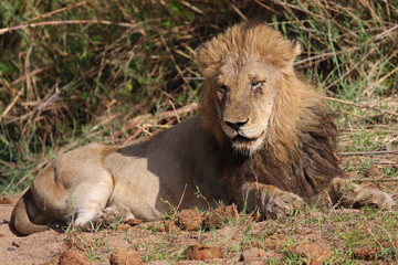 Male lion in Kruger National Park