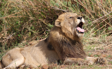 Male lion in Kruger National Park