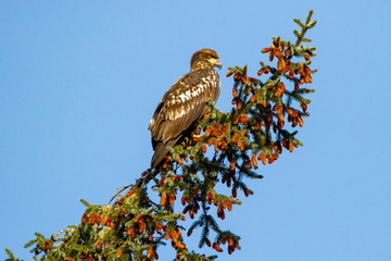 Bald Eagle in Tree