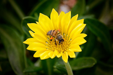 bee on yellow flower