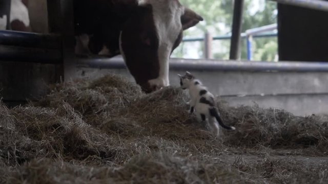 Footage of a Kitten Climbing up a Mound of Hay, Next to a Herd of Cows