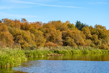forest display full autumn colour by the edge of the pond under blue sky