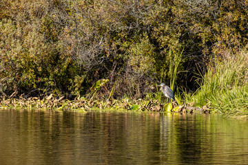 one heron standing besides dried lotus leaves on the edge of the pond surrounded by the tree with autumn colours