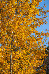 golden coloured autumn leaves back lit by the sun under the blue sky on a sunny day