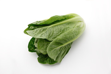 ロメインレタス レタス