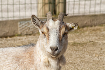 portrait of a goat