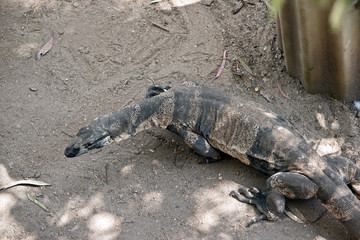lace monitor lizard walking