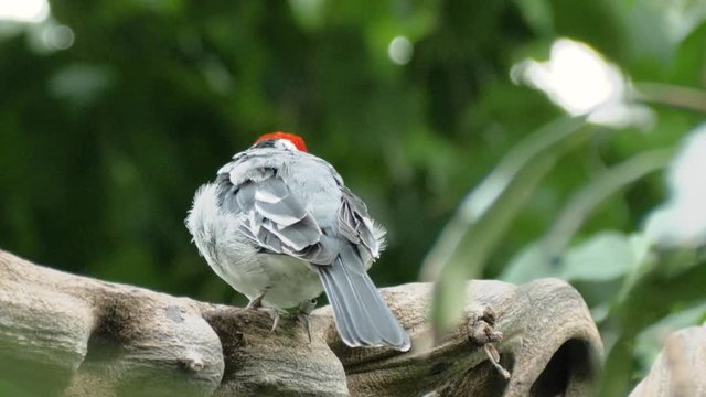 Close up macro shot of pretty red-cowled cardinal (Paroaria dominicana)