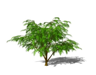 Albizia tree. Isolated on white background. 3D rendering illustration.