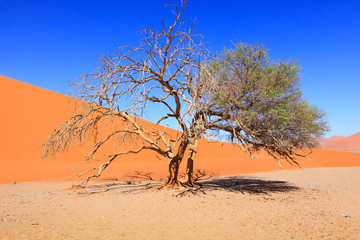 Namib Naukluft national Park/Namib Naukluft national Park, famous for the world's largest red sand dunes