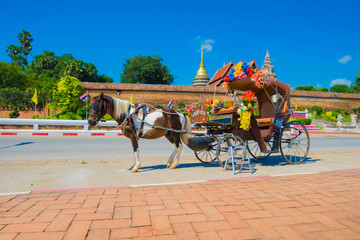 Horses decorated with ornaments and towing vehicles to accommoda