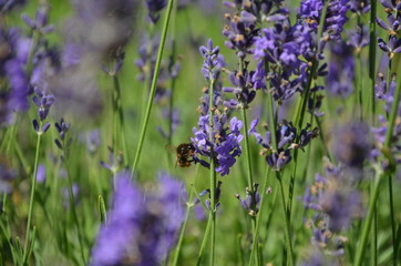 Wasp in lavender