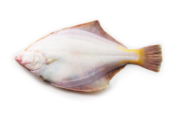 Nice shaped Flatfish or flounders (Pleuronectidae)also known as plaice,dab,sole or flukes,.isolated on white. back side. facing left.
