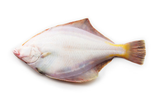 Nice shaped Flatfish or flounders (Pleuronectidae)also known as plaice,dab,sole or flukes,.isolated on white. back side. facing left.