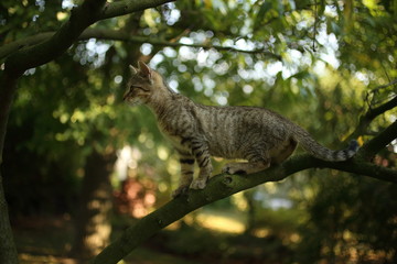 Cat on a tree branch