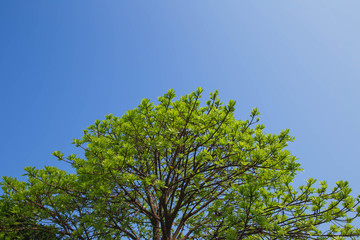 Trees and blue sky background. Green leaves of the tree and blue sky.