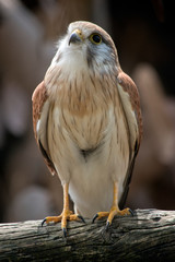 this is a close up of a nankeen kestrel