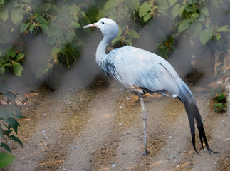 Blue (paradise, Stanley's) crane. Lives in Namibia and South Africa.
