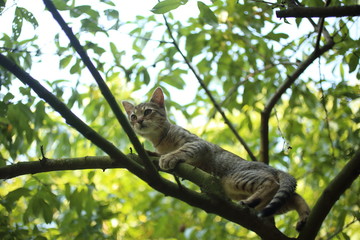 Cat on a tree branch