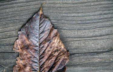 dark brown autumn leaf on a dark rustic wooden background, minimalism