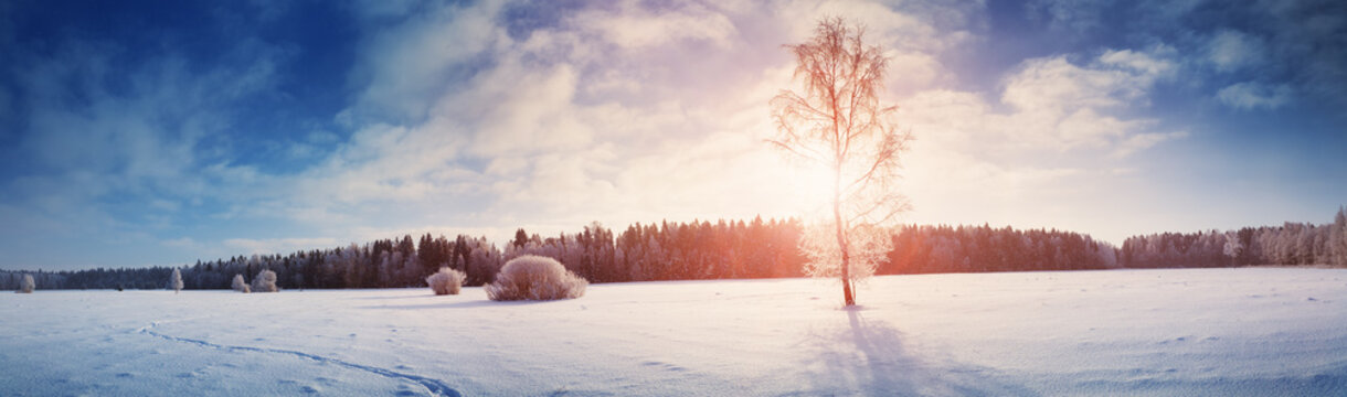 Beautiful trees in winter landscape in early morning in snowfall