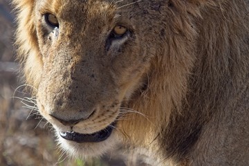 Lion looking at you!
