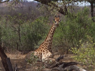 Giraffe lying down
