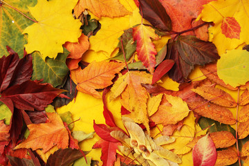 Background formed with bright autumn leaves