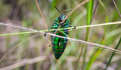 Jewel beetle in field macro shot