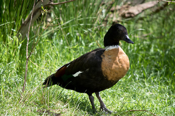 Australian shelduck walking on grass