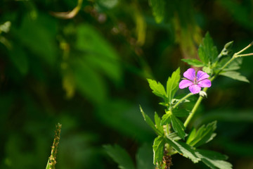 Small flower of medicinal herb.