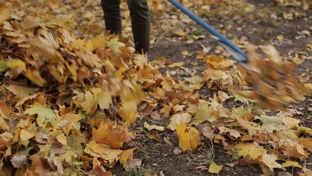 Girl prepares a rake for cleaning autumn foliage. A woman is holding a rake. close-up